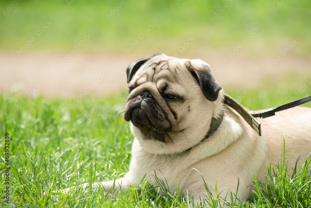 Obraz premium a young beige pug rests on the green grass during a walk