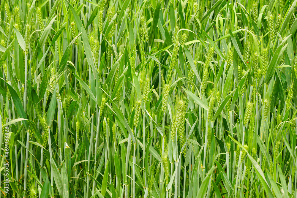 Green wheat is in the field Green wheat is in the field