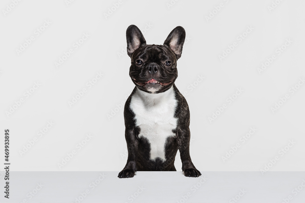 Cute purebred dog, French bulldog sitting and looking at camera isolated over white studio background. Animal, vet, care concept Cute purebred dog, French bulldog sitting and looking at camera isolated over white studio background. Animal, vet, care concept