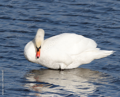 swan on the lake