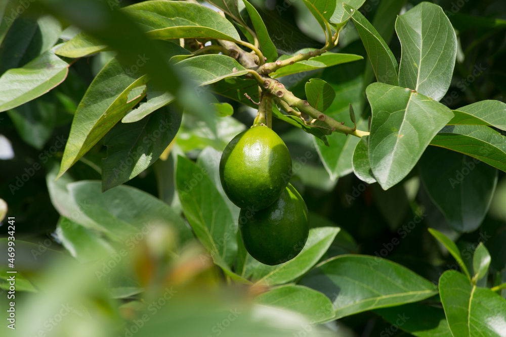Avocado (Persea americana) and its growing fruits in the city of Rio de Janeiro, Brazil	