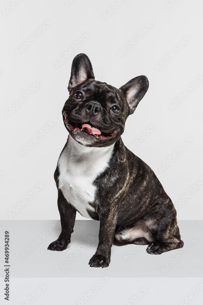 Cute purebred dog, French bulldog sitting and looking at camera isolated over white studio background. Animal, vet, care concept