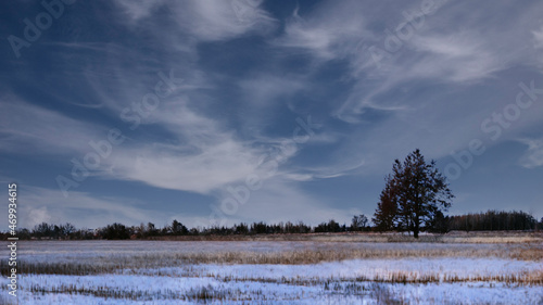 Wallpaper Mural trees in the snow Torontodigital.ca