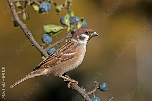 Tree sparrow perching on the blackthorns tree.
