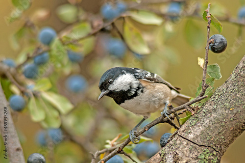 The coal tit on the branch of blackthorn tree. photo