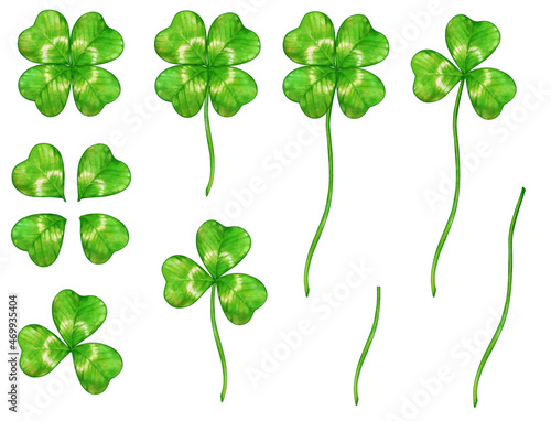 水彩風の四つ葉と三つ葉のクローバーのベクターとイラスト