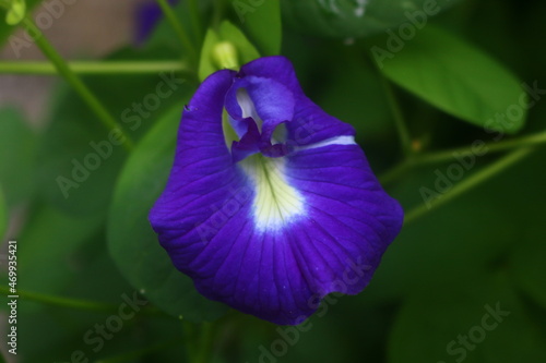 Talang flower is a plant that grows a lot in this yard, it can be used to color purple food photo