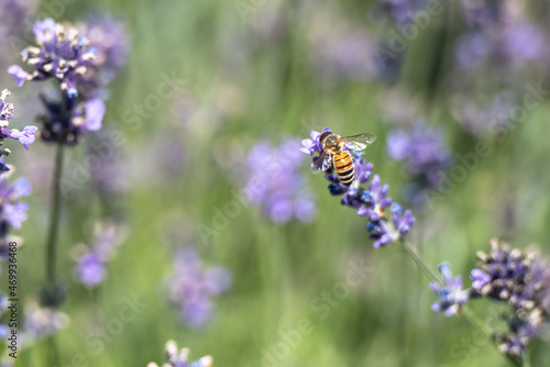 Bee on lavender © erika