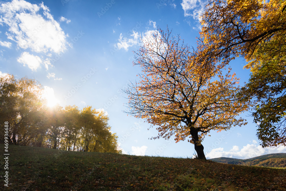 Cherry trees in the field during autumn Cherry trees in the field during autumn