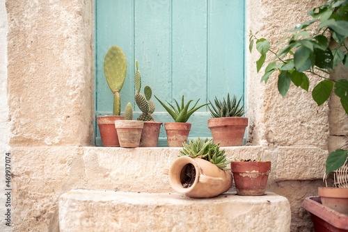 Fototapeta Naklejka Na Ścianę i Meble -  Cactus pots 