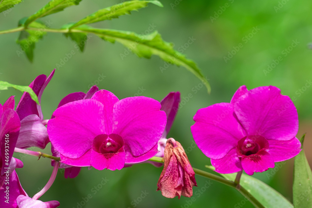 Naklejka premium Purple Orchid flower in orchid garden at winter. Orchid flower for postcard beauty and agriculture design. Beautiful orchid flower in garden, in full bloom in farm, on green nature blur background