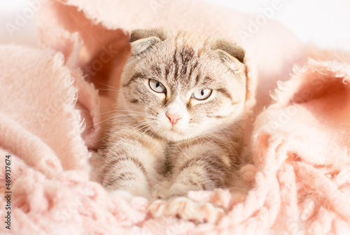 Cute tabby cat sleeping on white blanket on the bed. Funny home pet. Concept of relaxing and cozy wellbeing. Sweet dream. Defocused foreground.