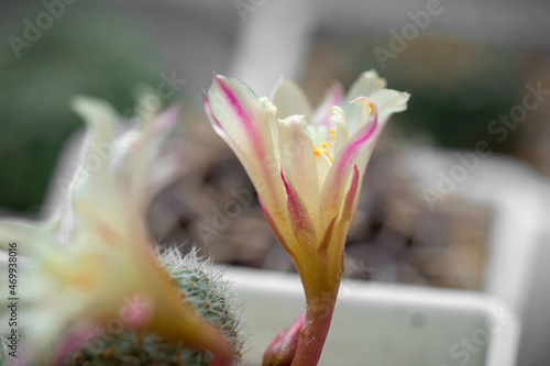 Aylostera cactus blooms with a white-pink flower with a yellow center photo