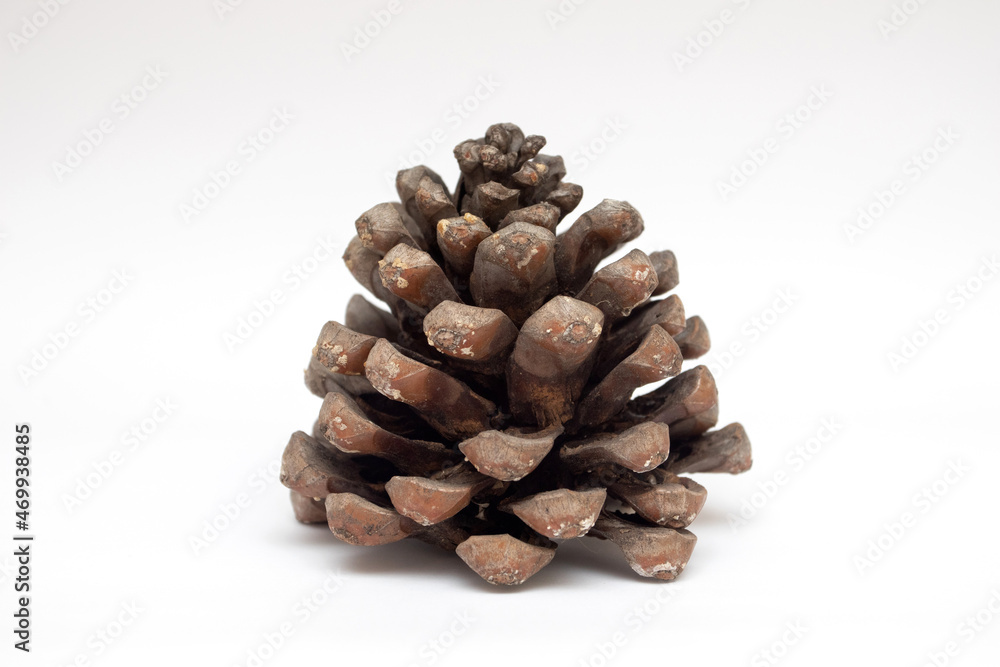 A huge pine cone on a white background A huge pine cone on a white background