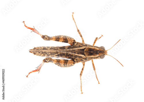 Short-horned grasshopper or Italian locust isolated on white background, Calliptamus italicus