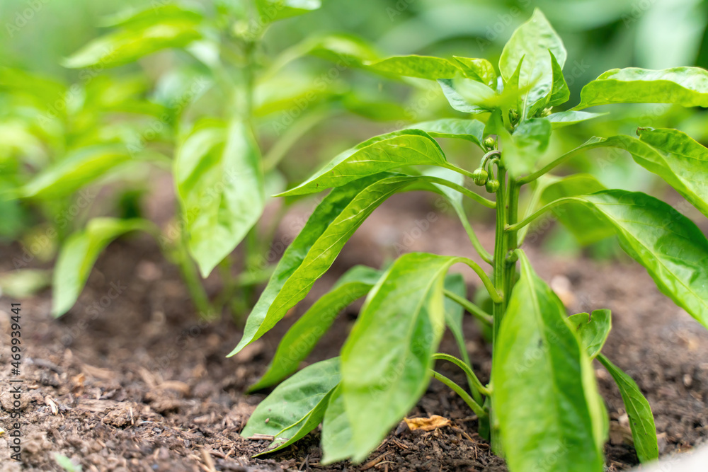 Pepper seedlings grow in the garden in summer Pepper seedlings grow in the garden in summer