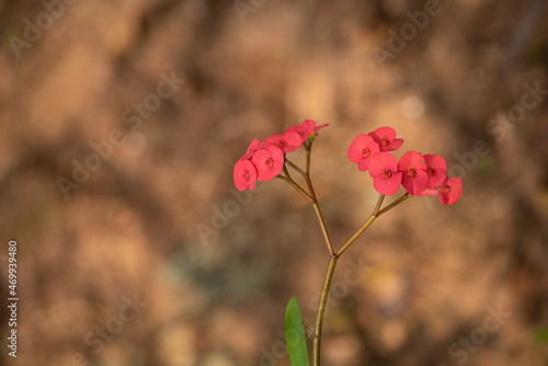 Euphorbia milii, red flower; against brown  bokeh; background and lots of copy-space. This flower is also known as thorn of christ photo