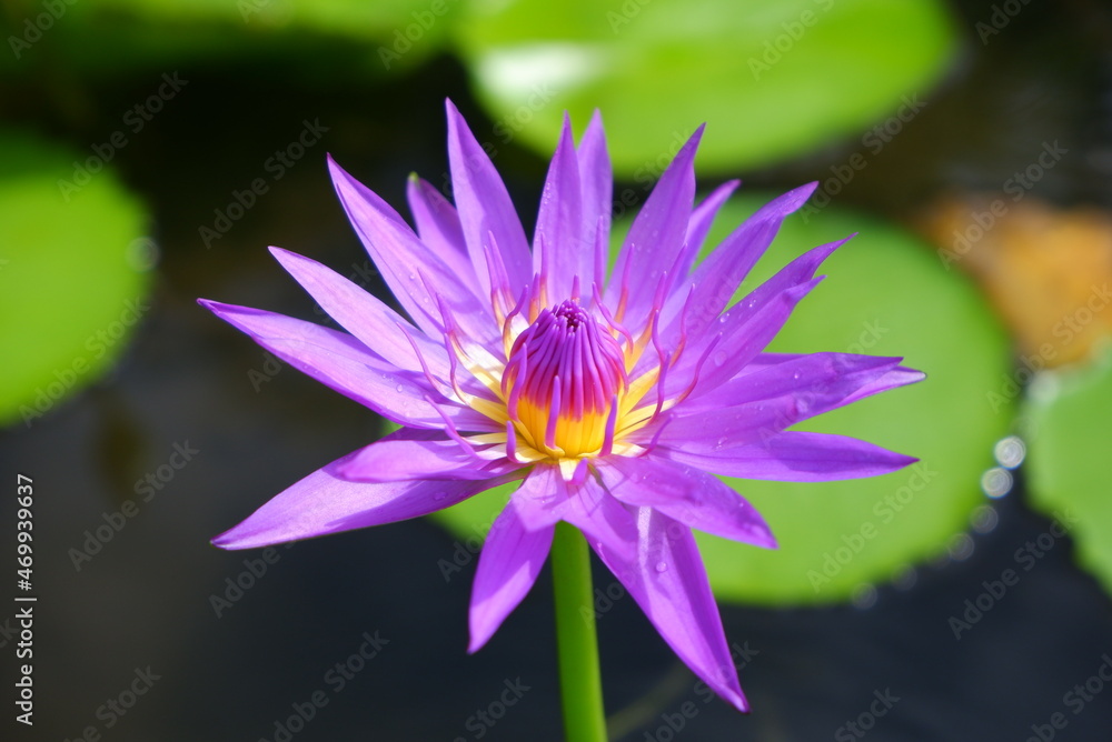 Lotus flower bloom in summer, beautiful natural scene Lotus flower bloom in summer, beautiful natural scene