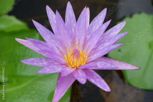 Lotus flower bloom in summer, beautiful natural scene