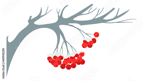 Red berries hanging from tree. Rowan branch covering with snow