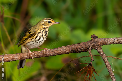 Olive-backed Pipit perching on a perch