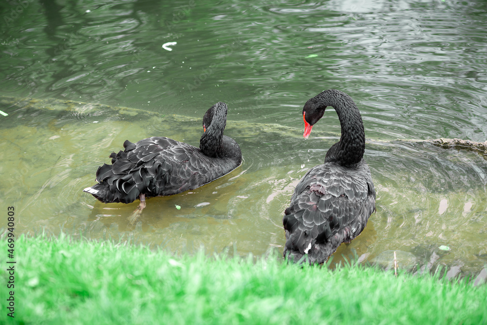 Black swans on the green grass in the park