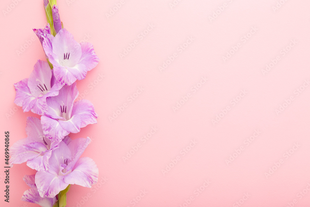Fresh purple gladiolus on light pink table background. Pastel color. Beautiful flower. Closeup. Empty place for inspirational text, lovely quote or positive sayings. Top down view.