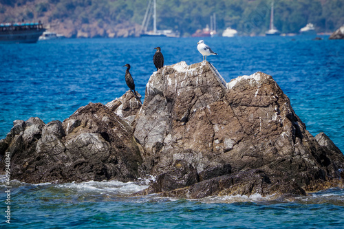 Sea birds sit on a big stone in the sea
