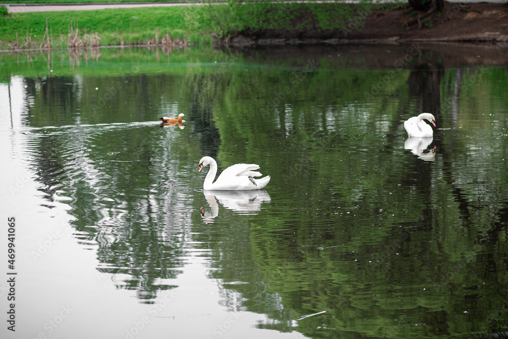 White swans on the lake in the park. White swans on the lake in the park.
