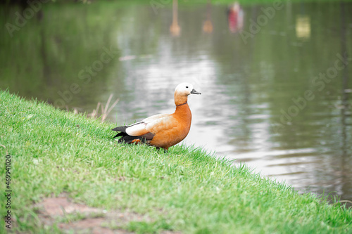 A duck in the park stands on the green grass against the background of the lake.