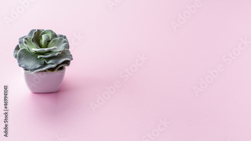 Small cactus or cactuscactus in ceramic pot on light pink background photo