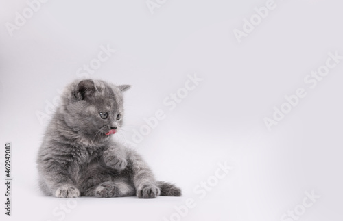 Cute little kitten lying on light grey background. Space for text