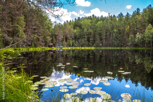 Fototapeta Naklejka Na Ścianę i Meble -  reflections of the forest and sky in the black lake in summer 
