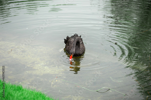 Black swan on the green grass in the lake