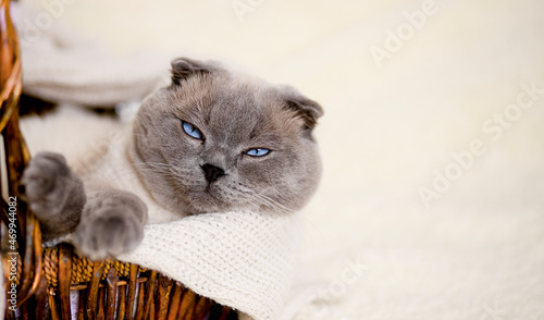 Adorable grey scottish fold cat sitting in a brown wicker basket