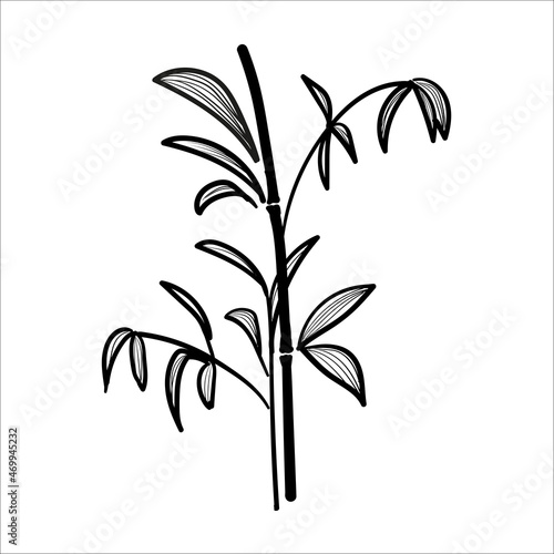 Black and white vector bamboo. Branches and leaves