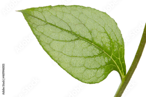 Leaf of brunnera flower, forget-me-not, myosotis, isolated on white background