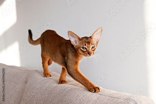 Two month old cinnamon abyssinian cat at home. Beautiful purebred short haired kitten on beige textile couch in living room. Close up, copy space, background. photo