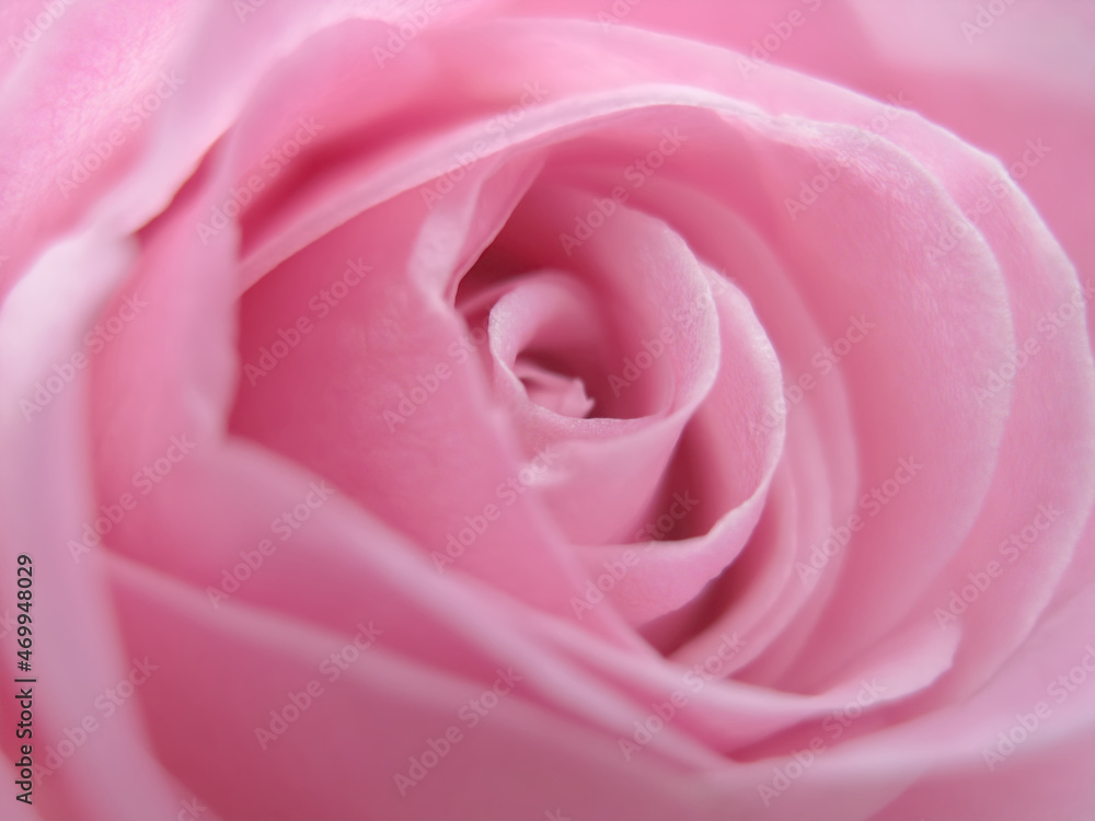 Clipping of a delicate creamy rose of light pink color close-up Clipping of a delicate creamy rose of light pink color close-up