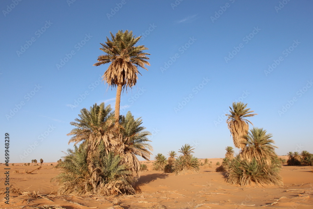 palm trees in the desert palm trees in the desert