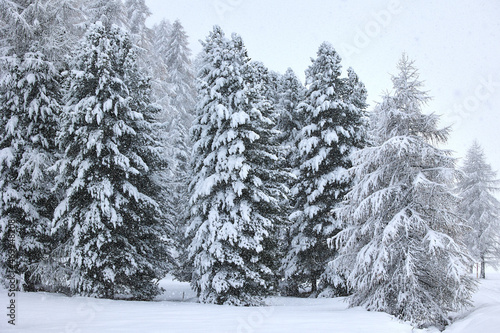 Verschneite Bäume im Winter