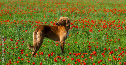 Kazakh greyhound (Tazy) on a poppy field on a spring day photo