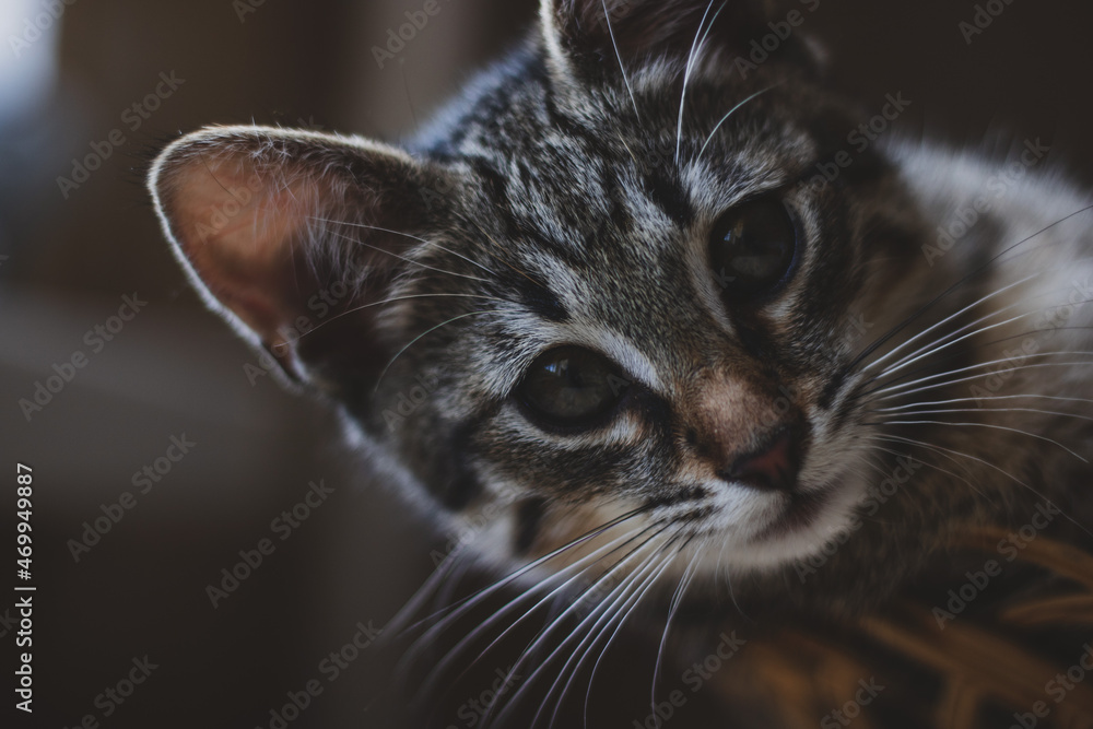 Fototapeta premium close up of a cat