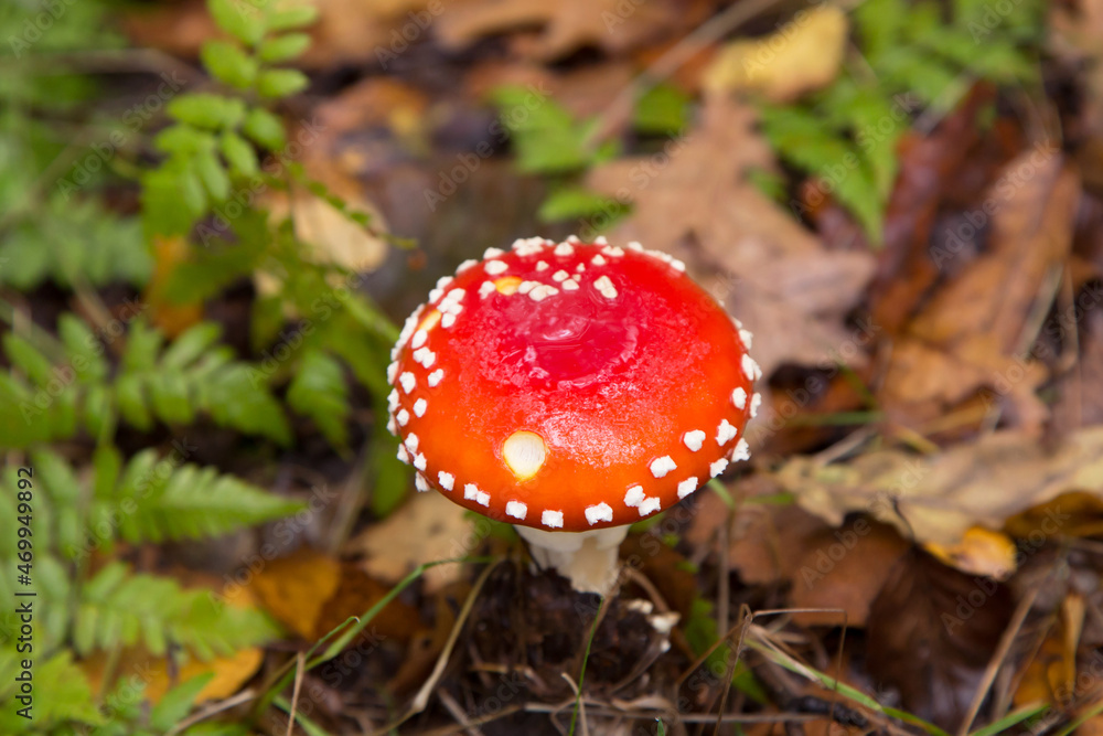 Amanita muscaria in autumn forest. Little young Fly agaric mushroom in fall nature with green grass and dry leaves Amanita muscaria in autumn forest. Little young Fly agaric mushroom in fall nature with green grass and dry leaves