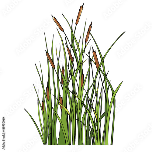 Reed cut out on a white background hand-drawn. Vector ink illustration.