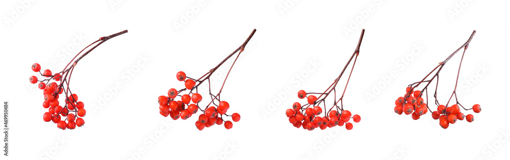 Φωτογραφία Set with ripe rowan berries on white background. Banner design
