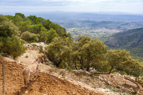 Donkey with view on landscape scenery at Castell Alaro Mallorca travel traveling holidays vacation in Spain photo