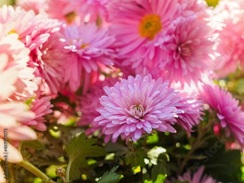 close-up of pink chrysanthemum flowers on a flower bed