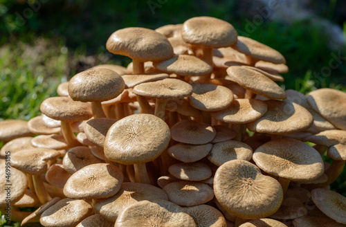 Wild Mushrooms growing on an old tree stump