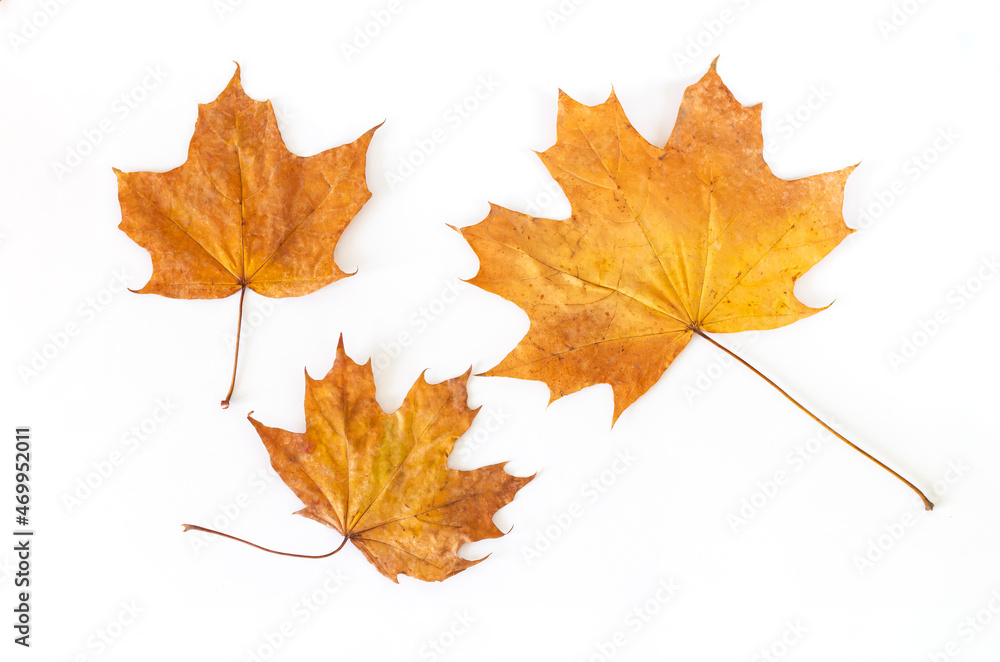 Autumn maple leaves isolated on white background Autumn maple leaves isolated on white background